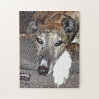Greyhound Puzzle