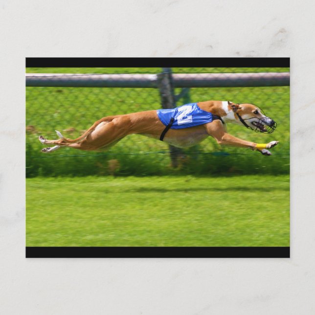 Greyhound Racing Postcard (Front)