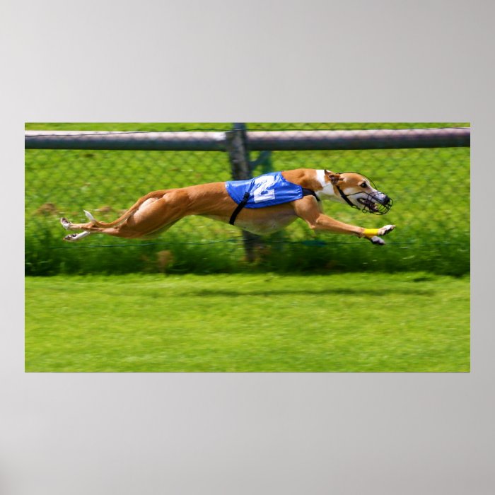 Greyhound Racing Posters