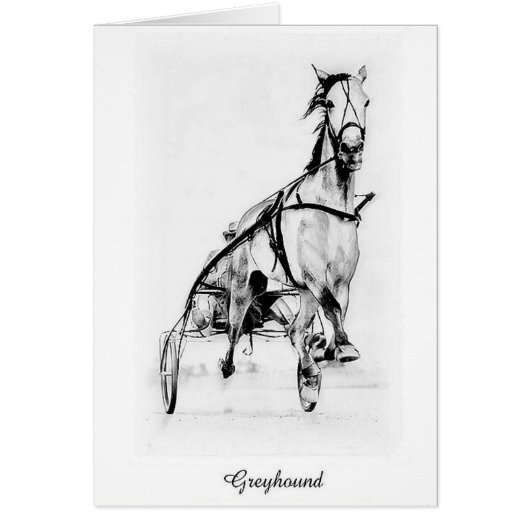 Greyhound Trotter Cards (Front)