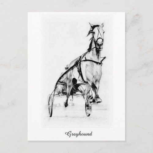 Greyhound Trotter Postcard