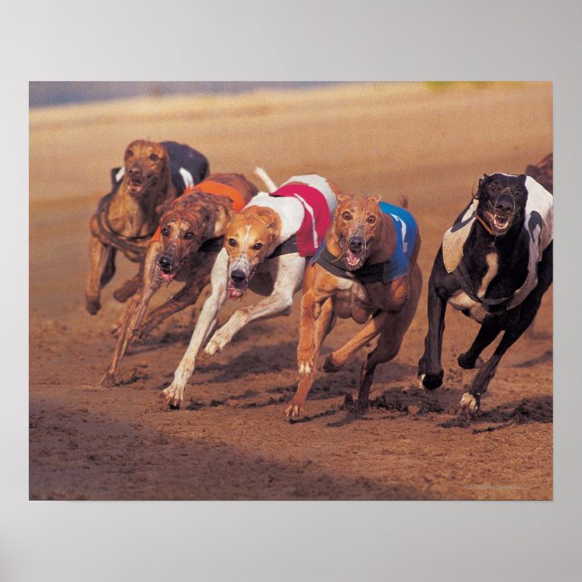 Greyhounds racing on track poster (Front)