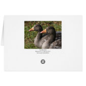 Greylag Geese (Back Horizontal)