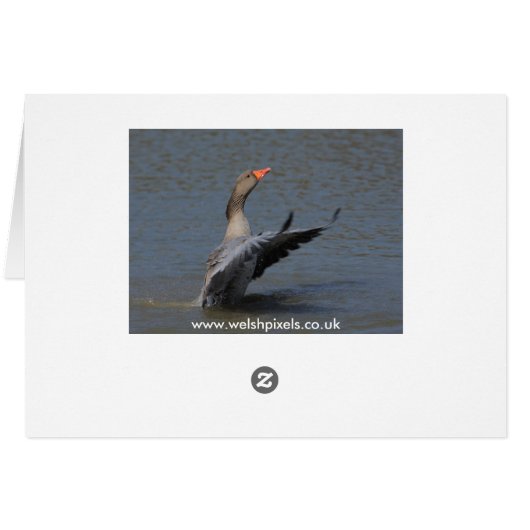 Greylag Geese (Back Horizontal)