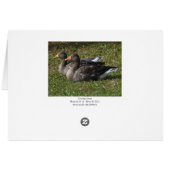 Greylag Geese (Back Horizontal)
