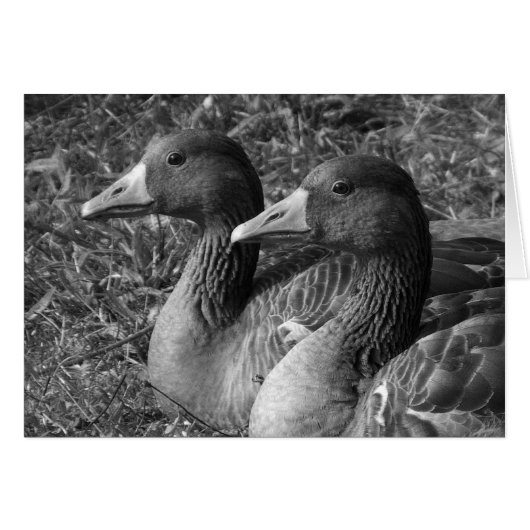 Greylag Geese B&W Cards (Front Horizontal)