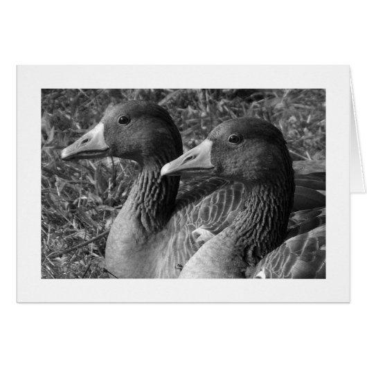 Greylag Geese B&W (Wide Bordered) (Front Horizontal)