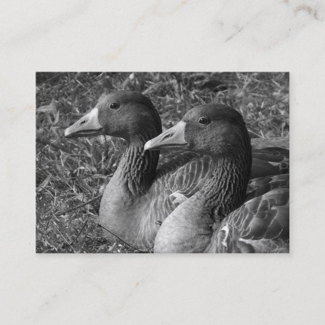 Greylag Geese Business Card (Front)
