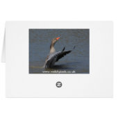 Greylag Geese Cards (Back Horizontal)