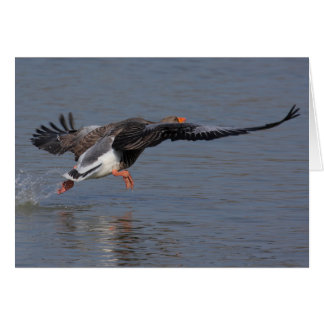 Greylag Geese Cards