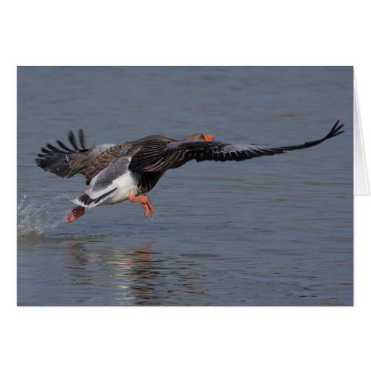 Greylag Geese Cards (Front Horizontal)