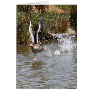 Greylag Geese Cards
