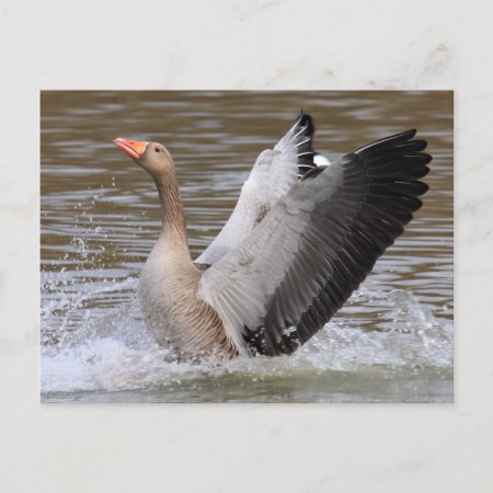 Greylag Geese Postcard
