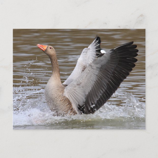 Greylag Geese Postcard (Front)
