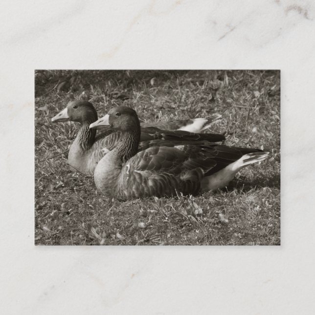 Greylag Geese (Sepia) Business Card (Front)