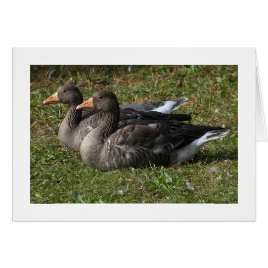 Greylag Geese (Wide Bordered) (Front Horizontal)