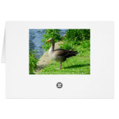 Greylag Goose Cards (Back Horizontal)