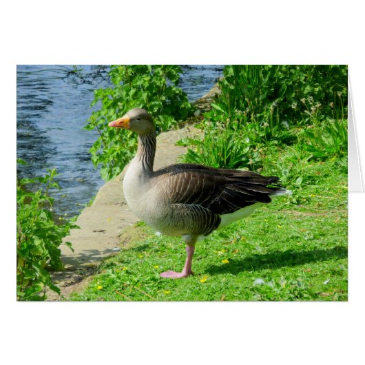 Greylag Goose Cards (Front Horizontal)