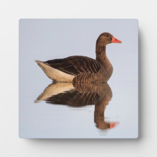 Greylag goose geese plaque