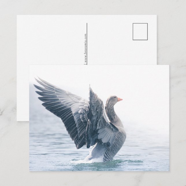Greylag goose nature photo holiday postcard (Front/Back)