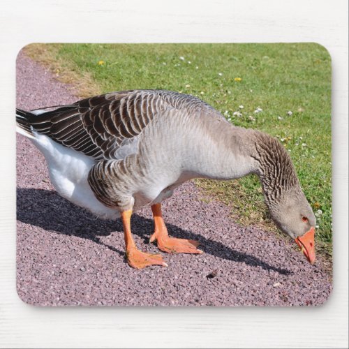 Greylag goose on gravel mouse pad