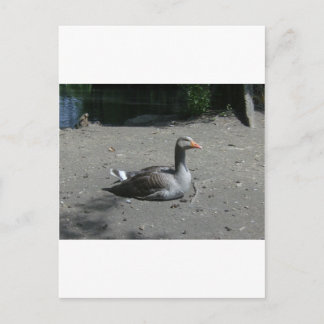 Greylag Goose Postcard