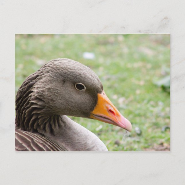 Greylag Goose Postcard (Front)