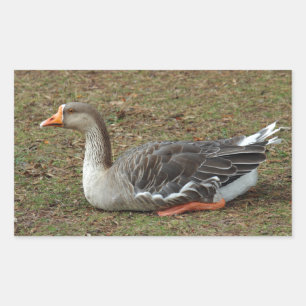 Greylag Swan Goose Cross Rectangular Sticker