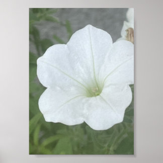 greyoraday White Floral Poter Poster