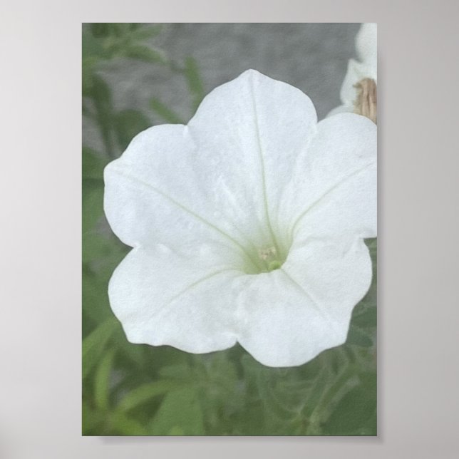 greyoraday White Floral Poter Poster (Front)