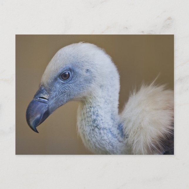 Griff Postcard (Front)