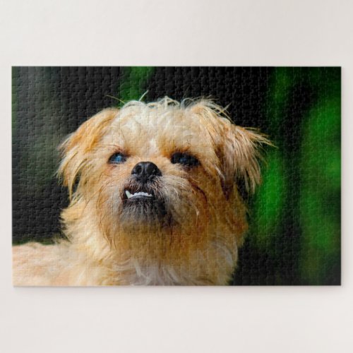 Griffon Dog Jigsaws Jigsaw Puzzle