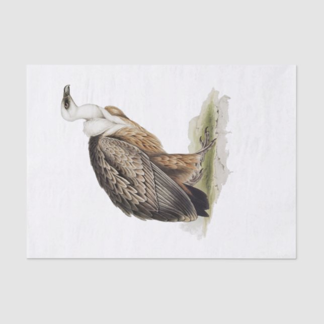 Griffon Vulture Decoupage Tissue Paper (Front)