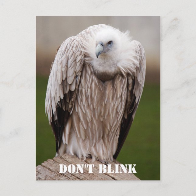 Griffon Vulture, "Don't Blink" Postcard (Front)
