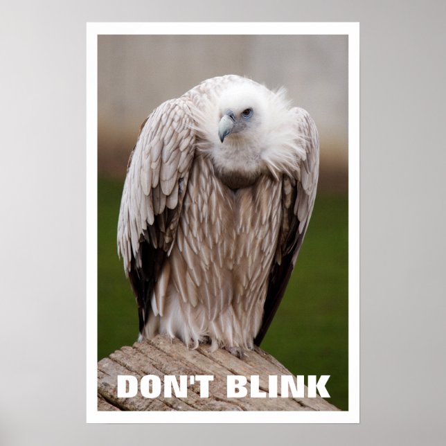 Griffon Vulture, Don't Blink Poster (Front)
