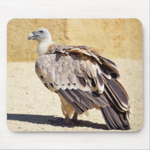 Griffon vulture on ground postcard metal ornament mouse pad