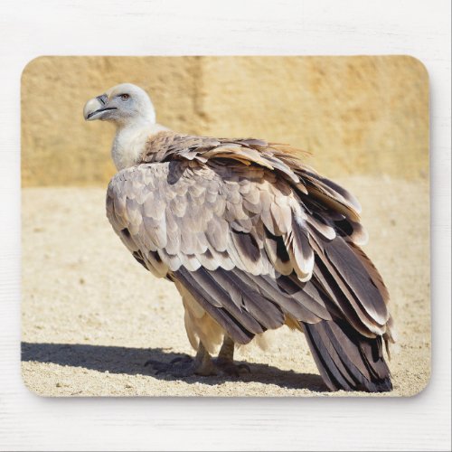 Griffon vulture on ground postcard metal ornament  mouse pad