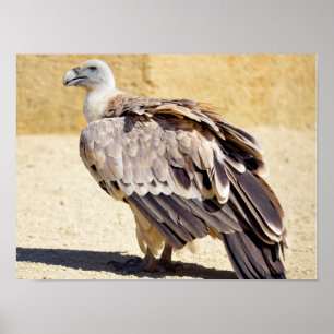 Griffon vulture on ground postcard metal ornament poster