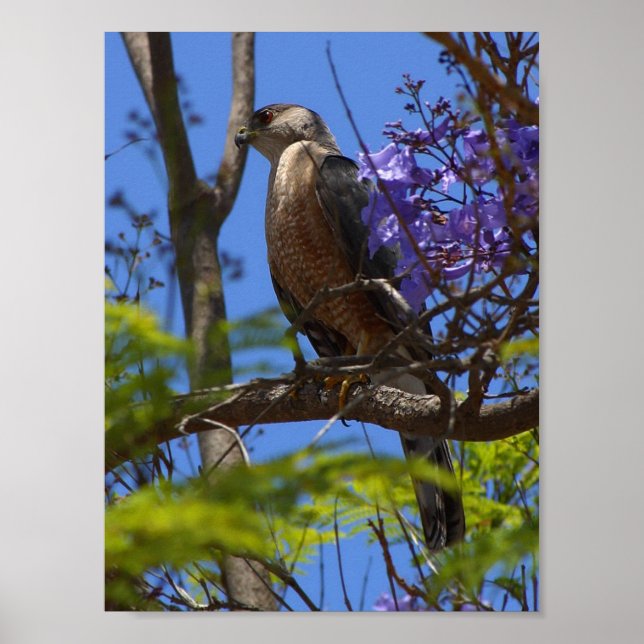 grilling brats poster (Front)