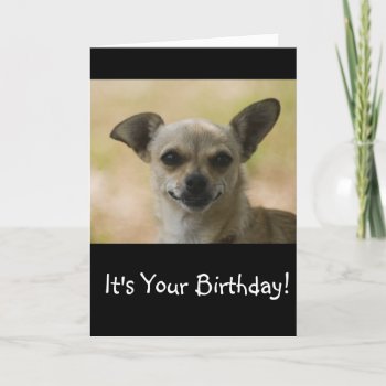 Grin And Bear It Chihuahua Birthday Card by TiaandFriends at Zazzle
