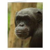 grinning chimp (Front)