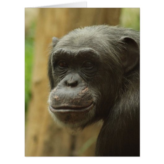 grinning chimp cards (Front)