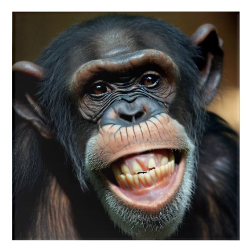 Grinning Chimpanzee Acrylic Print