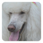 Grinning White Standard Poodle Square Sticker