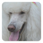 Grinning White Standard Poodle Square Sticker