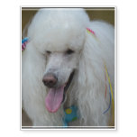 Grinning White Standard Poodle Temporary Tattoos