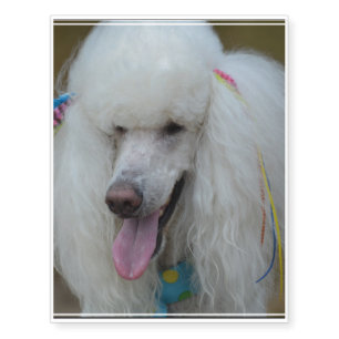 Grinning White Standard Poodle Temporary Tattoos