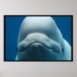 Grinning White Whale Poster