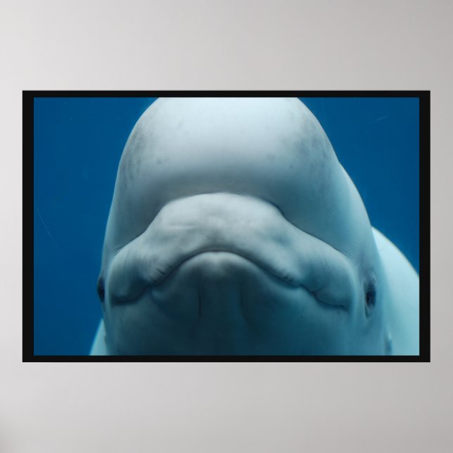 Grinning White Whale Poster (Front)