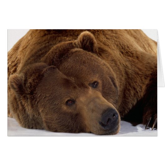 Grizzle Bear Cards (Front Horizontal)
